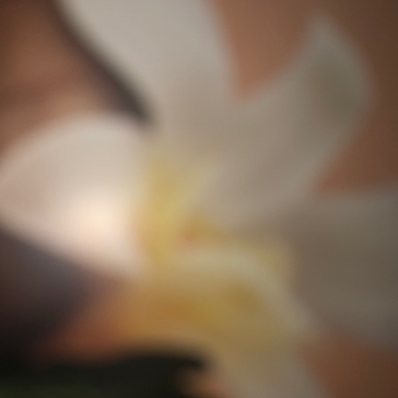 Meet your Posher, Payton - Picture 1 of 1